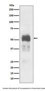 Anti-Tau MAPT Rabbit Monoclonal Antibody