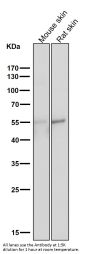 Anti-Tau MAPT Rabbit Monoclonal Antibody