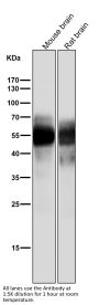 Anti-Tau MAPT Rabbit Monoclonal Antibody