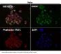 Anti-Tau MAPT Rabbit Monoclonal Antibody