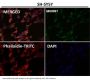 Anti-Tau MAPT Rabbit Monoclonal Antibody