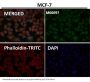 Anti-Tau MAPT Rabbit Monoclonal Antibody