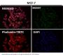 Anti-Tau MAPT Rabbit Monoclonal Antibody