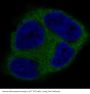 Anti-Tau MAPT Rabbit Monoclonal Antibody