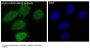 Anti-KRAS+HRAS+NRAS Rabbit Monoclonal Antibody