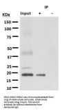 Anti-KRAS+HRAS+NRAS Rabbit Monoclonal Antibody