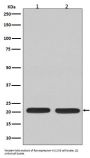 Anti-Ras NRAS Rabbit Monoclonal Antibody