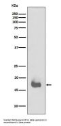 Anti-IL1 beta Rabbit Monoclonal Antibody