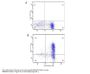 Anti-IL-6 Monoclonal Antibody