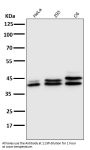 Anti-ERK1/2 MAPK3 Rabbit Monoclonal Antibody