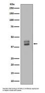 Anti-ERK1/2 MAPK3 Rabbit Monoclonal Antibody
