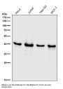 Anti-ERK1 MAPK3 Rabbit Monoclonal Antibody