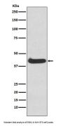 Anti-ERK1 MAPK3 Rabbit Monoclonal Antibody
