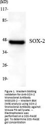Anti-SOX-2 Monoclonal Antibody