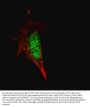 Anti-SOX2 Antibody