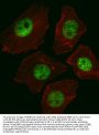Anti-SOX2 Antibody