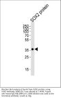 Anti-SOX2 Antibody