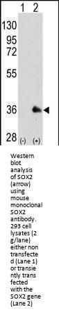 Anti-SOX2 Antibody