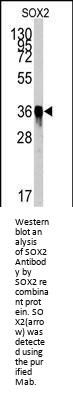 Anti-SOX2 Antibody