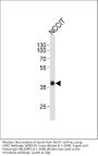 Anti-SOX2 Antibody
