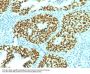 Anti-SOX2 (Transcription Factor) Monoclonal Antibody