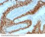 Anti-SOX2 (Transcription Factor) Monoclonal Antibody