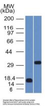 Anti-SOX2 (Transcription Factor) Monoclonal Antibody