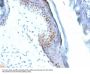 Anti-SOX2 (Transcription Factor) Monoclonal Antibody