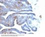 Anti-SOX2 (Transcription Factor) Monoclonal Antibody
