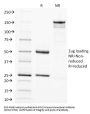 Anti-SOX2 (Transcription Factor) Monoclonal Antibody