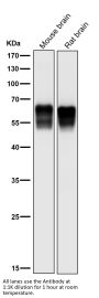 Anti-Src Rabbit Monoclonal Antibody
