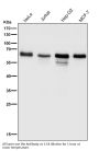 Anti-Src Rabbit Monoclonal Antibody