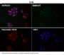Anti-Src Rabbit Monoclonal Antibody