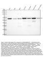 Anti-Src Rabbit Monoclonal Antibody