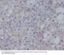 Anti-PD-L1 (CD274) Rabbit Monoclonal Antibody