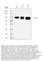 Anti-SP1 Antibody Picoband® (monoclonal, 3C4C3)