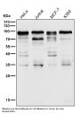Anti-SP1 Rabbit Monoclonal Antibody