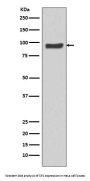 Anti-SP1 Rabbit Monoclonal Antibody