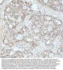 Anti-Drosha Rabbit Monoclonal Antibody