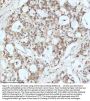 Anti-Drosha Rabbit Monoclonal Antibody