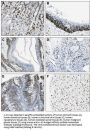 Anti-IL-33 Antibody (Monoclonal, Nessy-1)