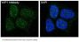 Anti-YAP1/Yap Rabbit Monoclonal Antibody