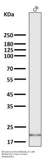 Anti-CDC42 Rabbit Monoclonal Antibody