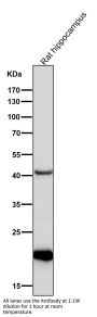 Anti-CDC42 Rabbit Monoclonal Antibody