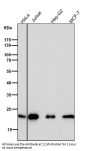Anti-CDC42 Rabbit Monoclonal Antibody