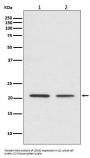 Anti-CDC42 Rabbit Monoclonal Antibody
