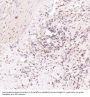 Anti-CDC42 Rabbit Monoclonal Antibody
