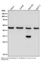 Anti-KLF4/Gklf Rabbit Monoclonal Antibody