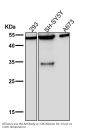 Anti-KLF4/Gklf Rabbit Monoclonal Antibody