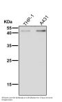 Anti-KLF4/Gklf Rabbit Monoclonal Antibody